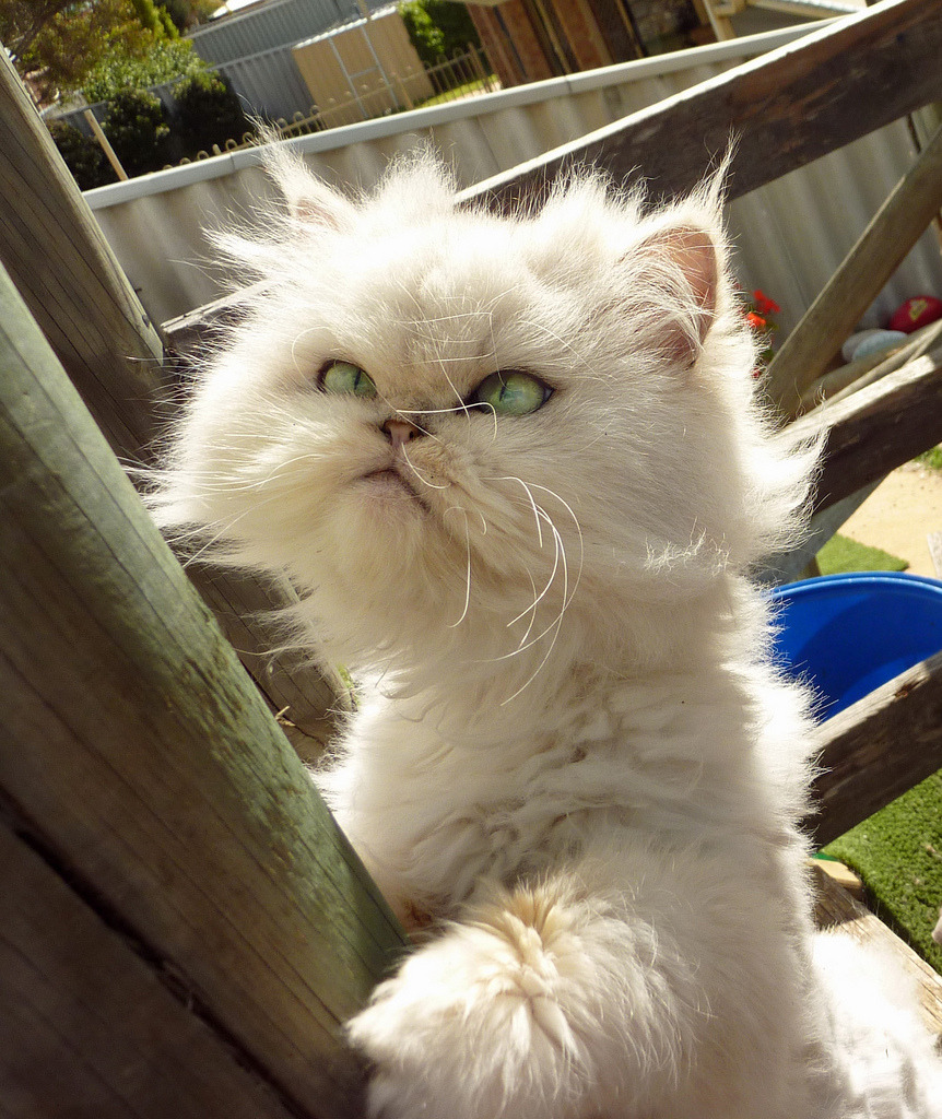 “Come back here, bird! I just want to… pet you!”
Photo by ©flaamingphoenix