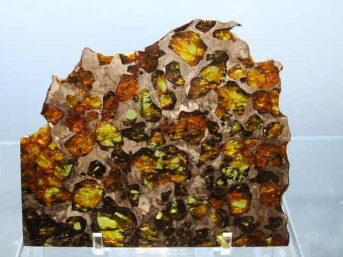 Esquel Pallasite Meteorite Slice - Argentina