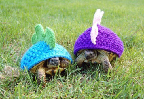 tastefullyoffensive:Animals Wearing Dinosaur CostumesPreviously: Cats Wearing Animal Hats, Animals W