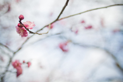 Ume on Flickr.紅梅　Japanese apricot