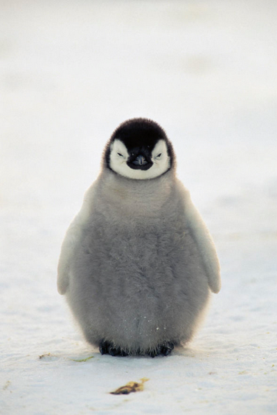 wolverxne:  Emperor Penguin - by: (Konrad Whothe)