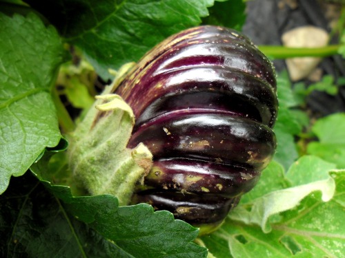 I&rsquo;m trying a new variety of Aubergine this year and it seems to be doing well.