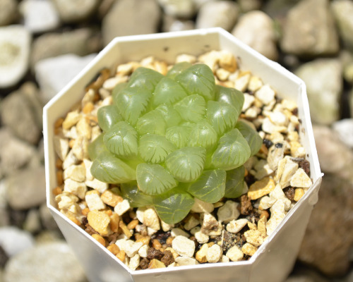 2020.05.12Haworthia obtusaハオルチア オブツーサ