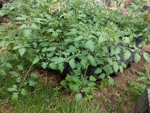 Summer garden getting into full swing! Here&rsquo;s some hardy roses, greens clipped for lunch, 