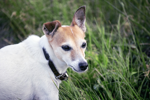 My precious dog of 10 years, Fudge, died 2 days ago at roughly the age of 13. She received a diagnos