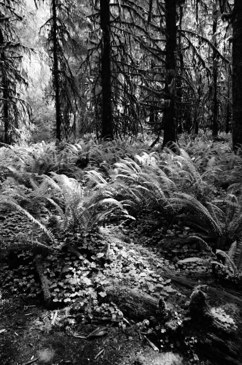 Frommylimitedtravels:  ~ Deep Green In Black And White ~  Hoh Rain Forest - Olympic