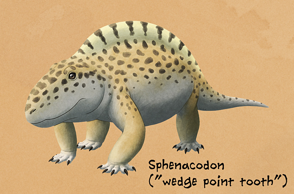 Weird Backs Month #07 – Sphenacodon
A close relative of Dimetrodon (who’ll be featuring tomorrow), Sphenacodon lived during the Early Permian (~295-270 mya). Two species are known from New Mexico, USA – and one possible specimen from the United...