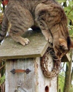 happyheidi:Cats in birdhouses ♡