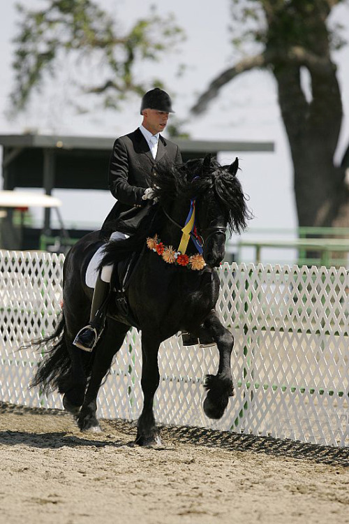 all-the-horses: Frederik The Great (AKA Frederik Van Oud-Stedma) Fabe 348 x Afke Fan Oud-Stedma Frie