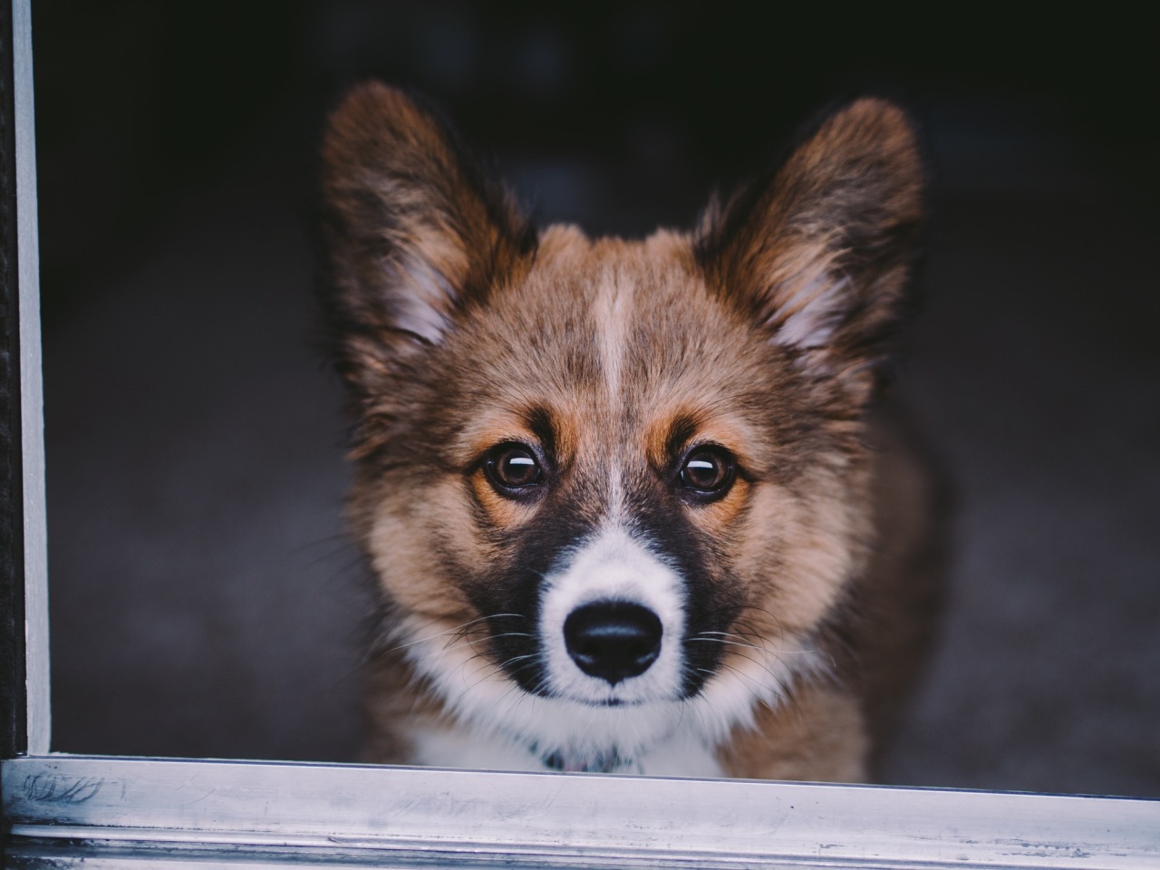 handsomedogs:   Obie / / Alexa Lindh 