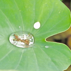 plantion:  These water droplets were the coolest thing