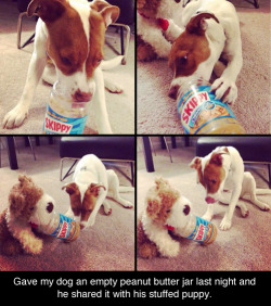 brauerpower:  stepfordprepster:  agelfeygelach:  This is a very important dog. This dog has a good heart.  THE FACE IN THE LAST PICTURE!!!  Pup 