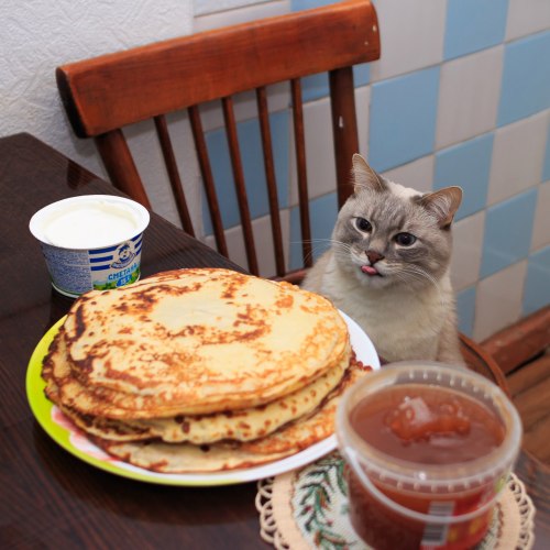 kaible: s-purple: Current mood.  russian food cat is one of the few things I want to exist on t