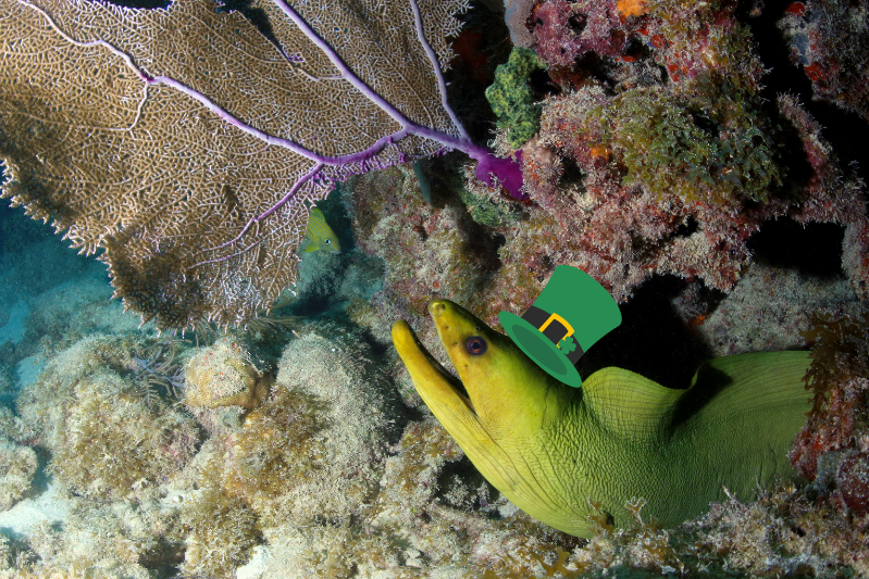 Green eel wearing a fake green hat that was photoshopped onto the image.