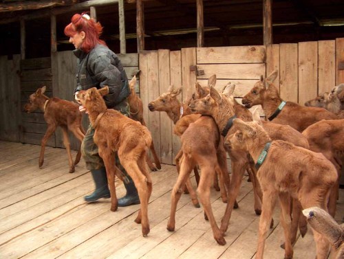 asktartaurus:  spazzles:  zooophagous:  howtoskinatiger:  Moose at the Kostroma Moose Farm in Russia.  The farm began in 1963 as an attempt to domesticate moose for milk production. The moose on the farm have free range of 36000 hectares of protected