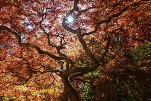 earthporn: Japanese Maple, Seattle [2048x1363][OC] by: erantsingularity