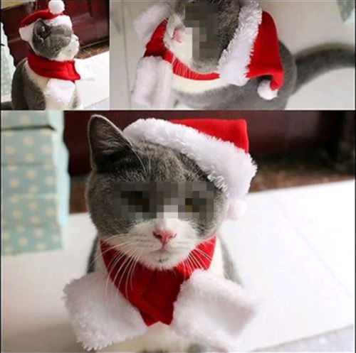 dizzidaisymay: I was looking for a Santa outfit for my cat and look at this diva model not wanting p