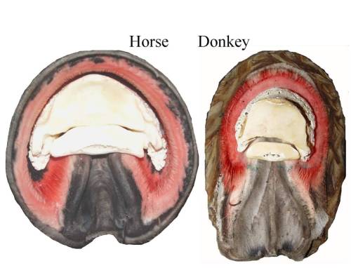 Comparison between a horse and donkey foot. A mule would fall somewhere between this. The little switchbacks show where the heels are. Proportionally you can see there is much greater amount of digital cushion in the donkey foot than the horse foot.