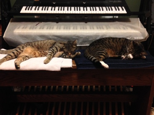 sister kitties begrudgingly sharing a coveted napping spot&hellip; both domestic shorthair - pou