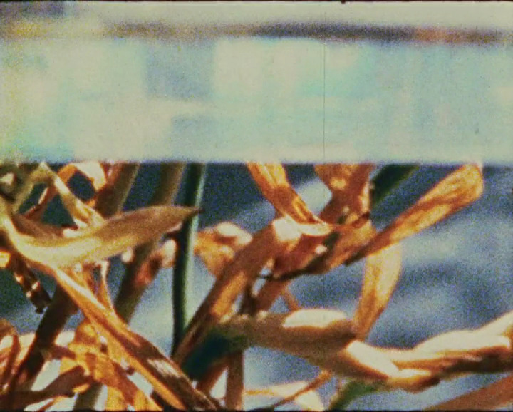 365filmsbyauroranocte:   White Film (Joseph Bernard, 1978)  