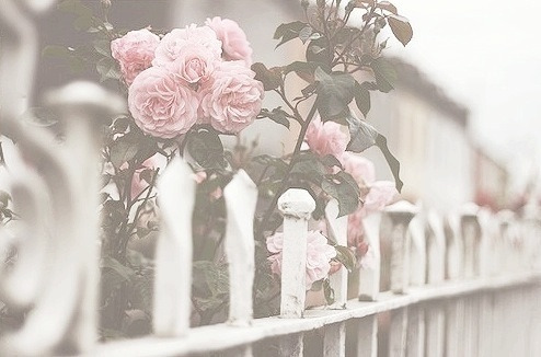 ewigersommer:  Roses auf We Heart It - http://weheartit.com/entry/122827665 