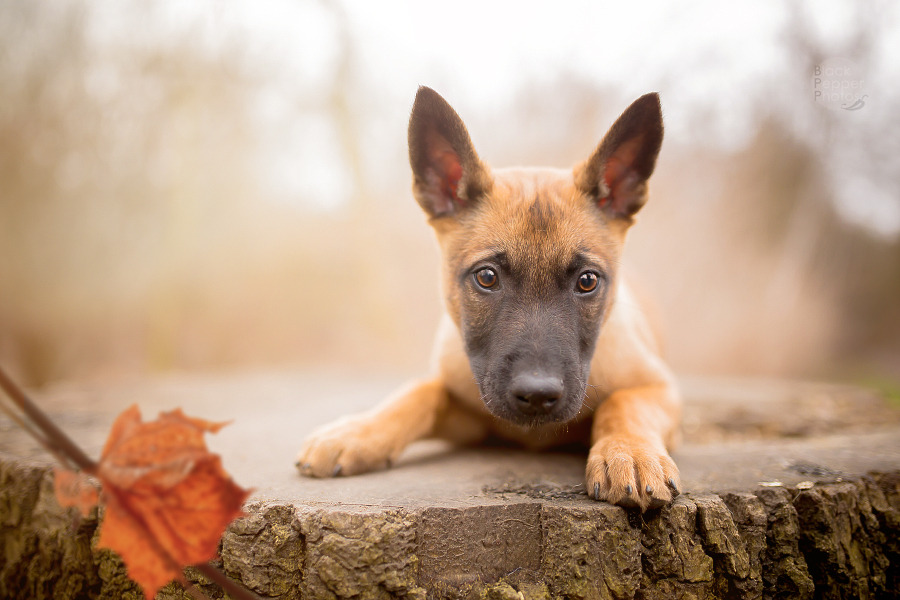 blackpepperphotos:  Cutiepie Paco, 9 weeks old Malinois puppy. Sharp little raptor