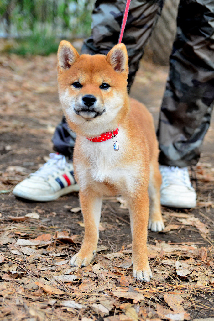 Amor Dat Shiba 柴犬の子供 Shiba Inu Puppy By Dakiny