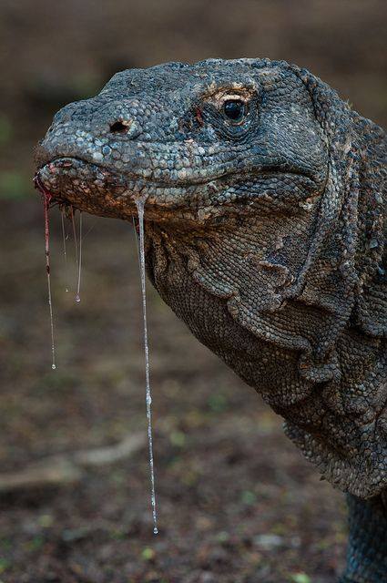 The saliva of the komodo dragon . It is filled with bacteria, because these animals love to eat dead