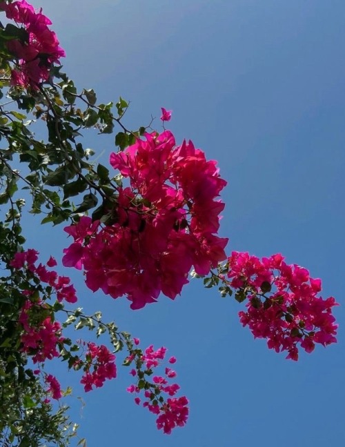 Its The Same Bougainvillea Glabra Plant That Climbs On The Red Walls Of The Department Of Chemistry/Geography