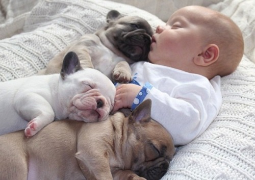 PUPPIES POWER
