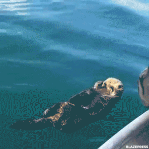 blazepress:  Waking up a sleeping otter.