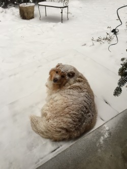wielderofscythes:publicchinesegarden: giant powdered doughnut    My dog’s favourite time of year is back. 