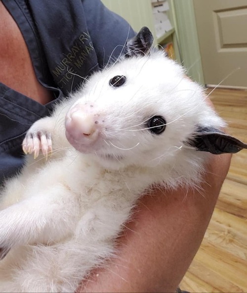 opossummypossum: