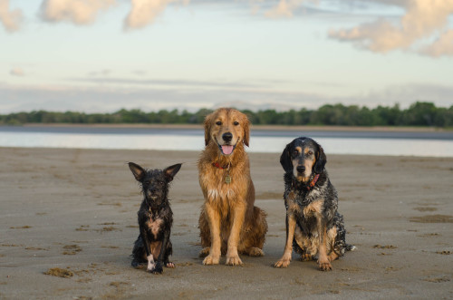 mismatched little trio 