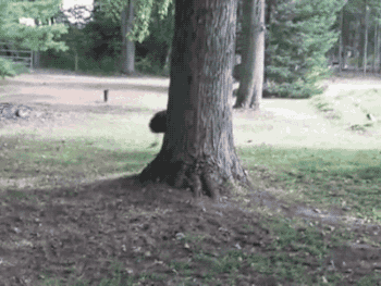 gifsboom:  Video: Emu and Boxer Dog Run in Circles Around Tree