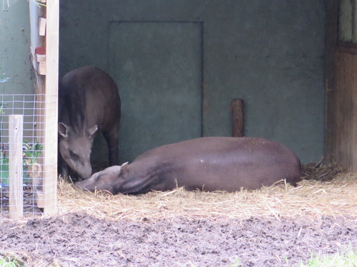Sex tapir Tapir Sex