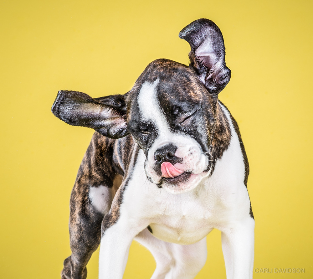 bryankonietzko:  itscolossal:  Wacky High-Speed Portraits of Puppies Caught Mid-Shake