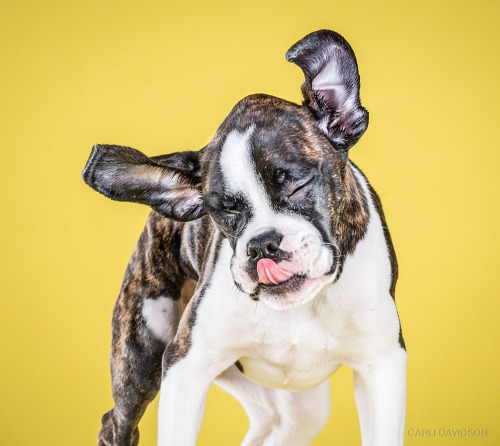 bryankonietzko:  itscolossal:  Wacky High-Speed Portraits of Puppies Caught Mid-Shake by Carli Davidson  My friend Carli Davidson’s new book “SHAKE PUPPIES” is out now! 