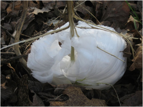 littlekiwifrog: Something cool I learned about a while ago for sixpenceee since she requested more sciencey things in her tag! Frost Flowers A product of wind, plants, and the perfect weather conditions, frost flowers are delicate formations of wispy