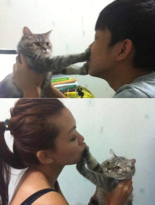 Catzoned.