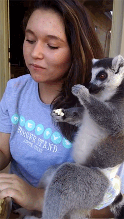 onlylolgifs:  Koko the lemur