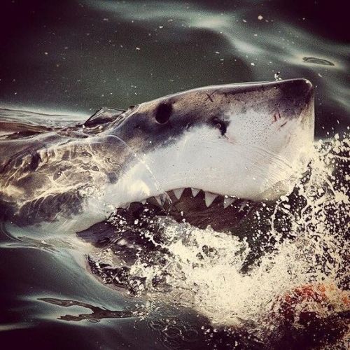 the-shark-diary-blog - The Shark Diary's