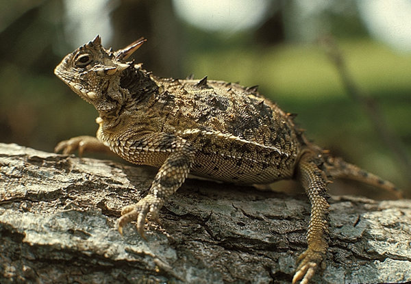 Texas Horned Lizard
Texas state reptile has in some regions presumed to have disappeared and many wildlife organisations were hoping to work together to preserve these guys.
In the past radio transmitters could not be placed on hatchlings as they...