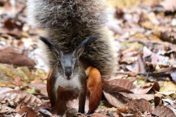 kylosbreedingkink:This is a tufted ground squirrel. IUCN Vulnerable to extinction