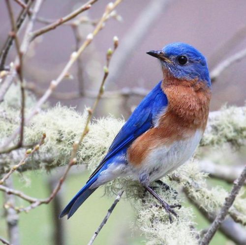 Eastern Bluebird - An oldie but a goodie, taken 5 years ago this week. #easternbluebird #bluebird #f