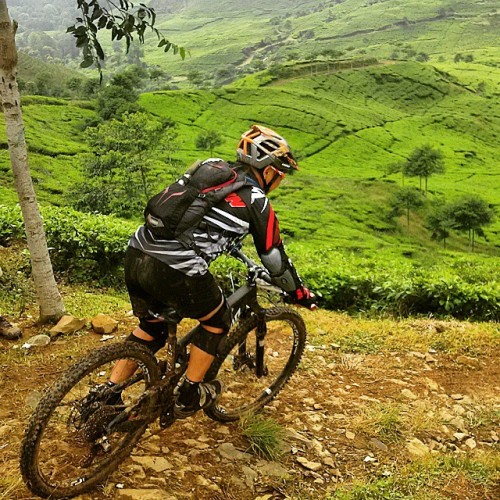 instabicycle: Via @bertlisbeth: Tea Garden Rider… #bicycle  #mountainbike  #mountainbiking  #mtb  #m