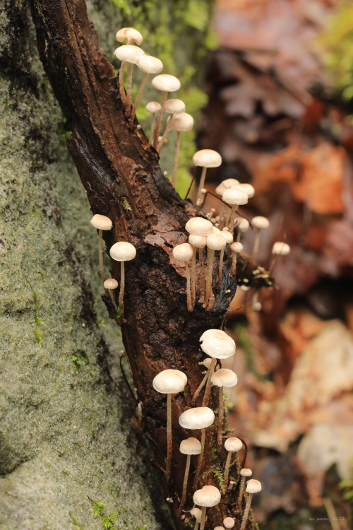 vandaliatraveler:For the mycophiles: a selection of Appalachia’s early spring fungi. Forgive m