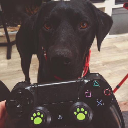 Love is your dog booping the PS4 controller and successfully rewinding a show back to the start for 