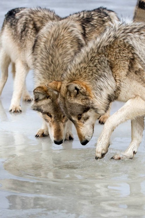 wolvesphoto:There is a hole in the ice