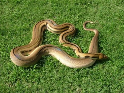 Porn photo reptilesrevolution:  Snakes are all the different,
